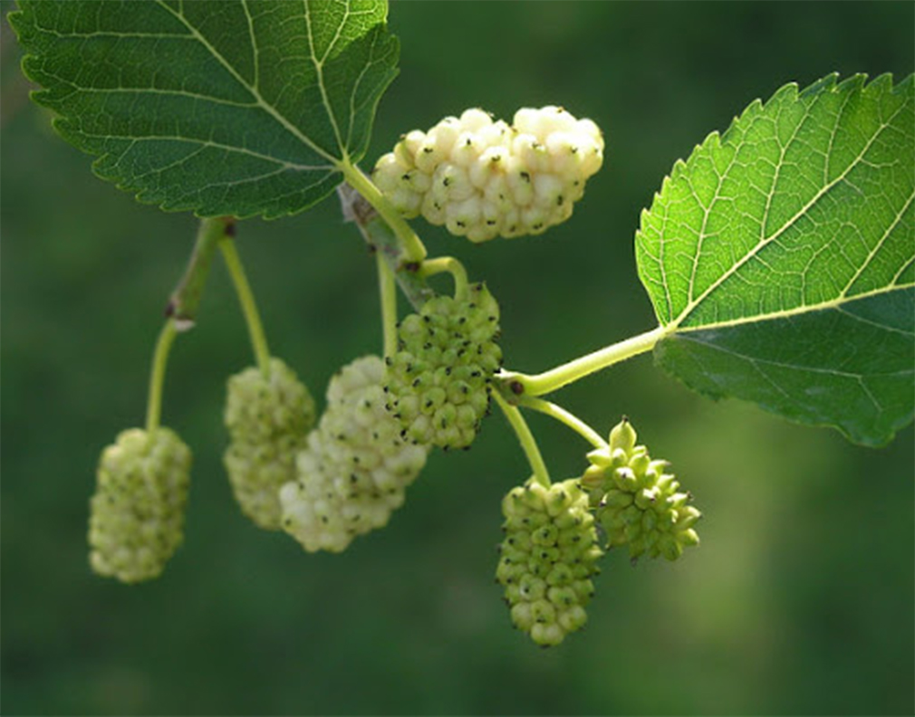 Экстракт Шелковицы белой