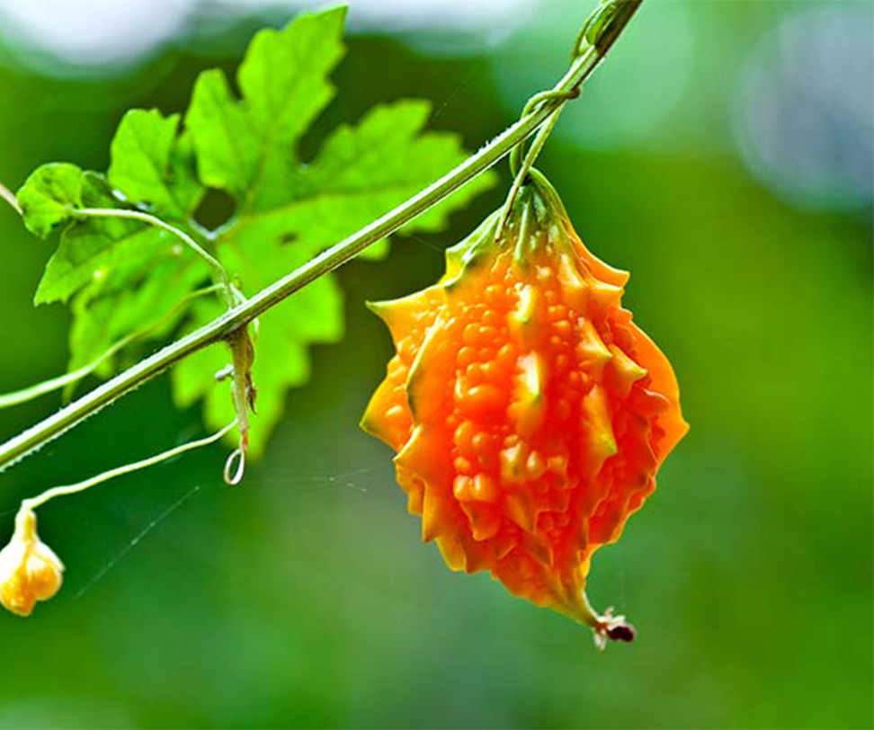 Момордика харанция