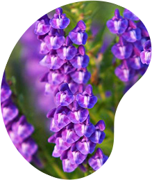 Экстракт Шлемника байкальского