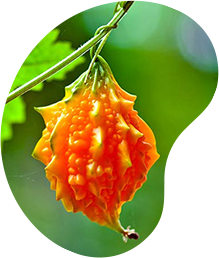 Экстракт Момордики харанции