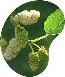 Экстракт листьев Шелковицы белой